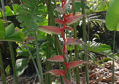 Heliconias
