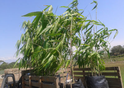 Transplante