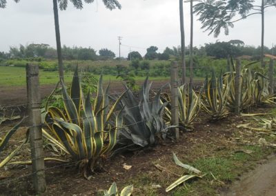 Cerco con Agaves