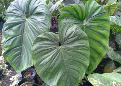 Philodendrum Magnificum