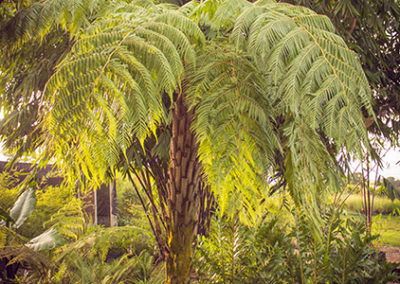 cyathea